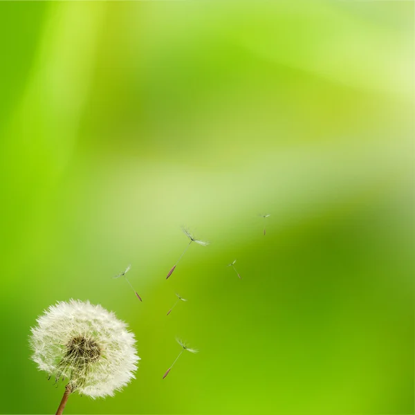 Dente-de-leão — Fotografia de Stock