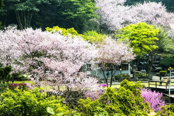 Mooi sakura plaats — Stockfoto