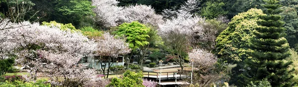 素敵な桜の場所 — ストック写真
