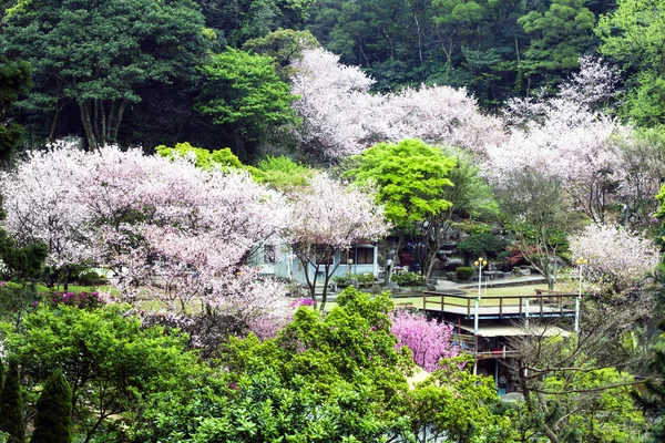 Schöner Sakura-Platz — Stockfoto