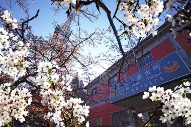 güzel sakura yer Tayvan