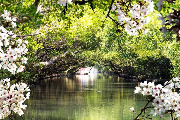 Beautiful Sakura place in Taiwan — Stock Photo, Image