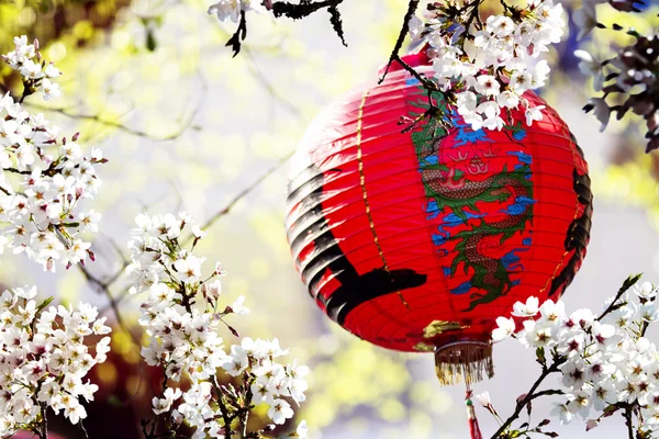 Beautiful Sakura place in Taiwan — Stock Photo, Image