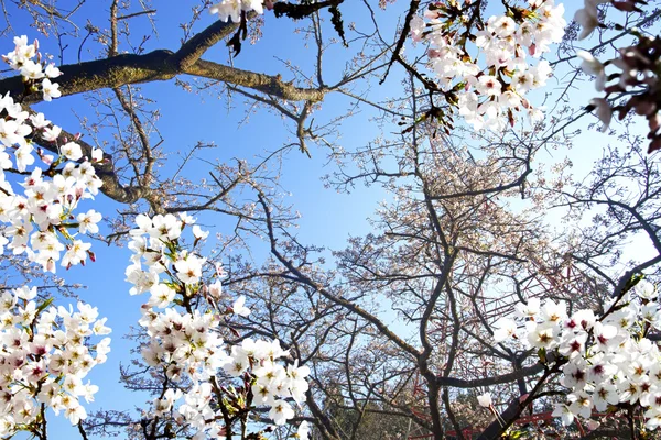 Belo lugar Sakura em Taiwan — Fotografia de Stock