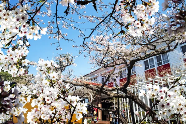 Beautiful Sakura place in Taiwan — Stock Photo, Image