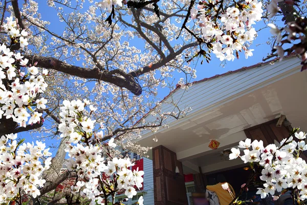 Vackra sakura plats i taiwan — Stockfoto