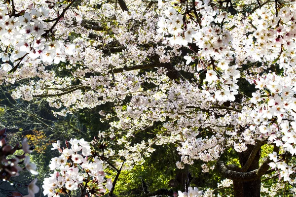 Mooie sakura plaats in taiwan — Stockfoto