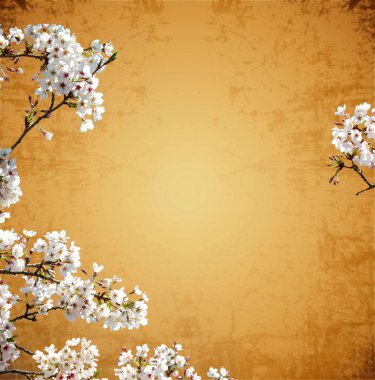 Sakura güzel arka plan ile