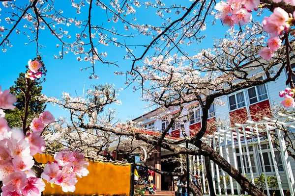 Beautiful Sakura place — Stock Photo, Image