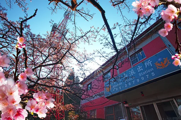 Schöner sakura-platz — Stockfoto