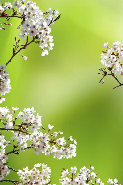 Sakura med fin bakgrund — Stockfoto