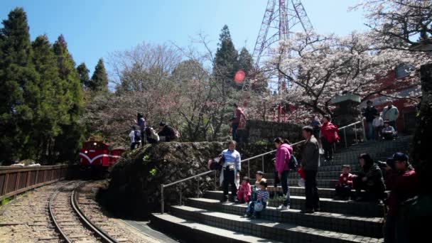 Forest train on railway with sakura in Alishan National Scenic Area — Stock Video