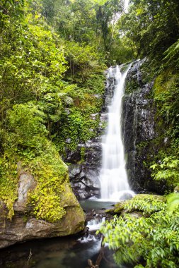 Yağmur ormanlarında tropik şelale