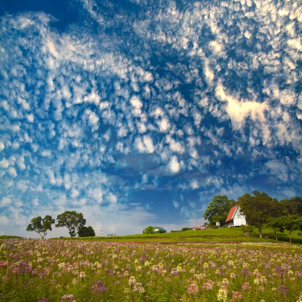 Campo verde y cielo azul — Foto de Stock