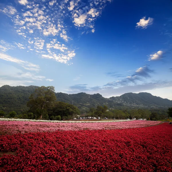 Green field and blue sky — Stock Photo, Image