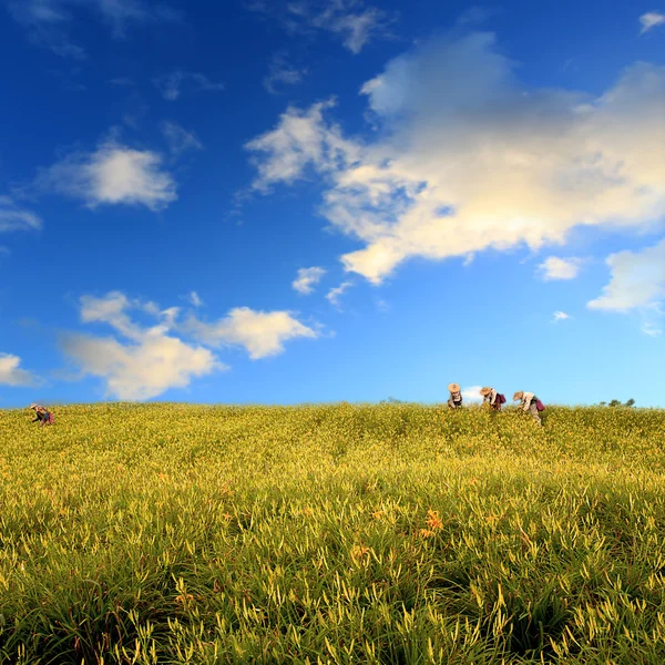 山草原 — ストック写真