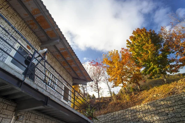 Autumn trees — Stock Photo, Image