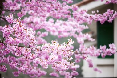 taze yeşil çim üzerinde kirazlar