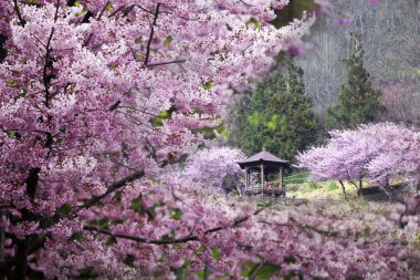 taze yeşil çim üzerinde kirazlar