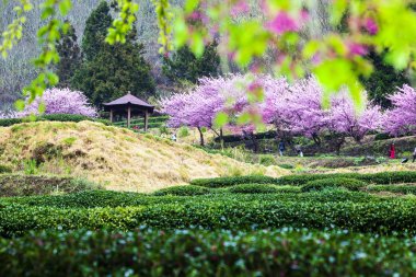 taze yeşil çim üzerinde kirazlar
