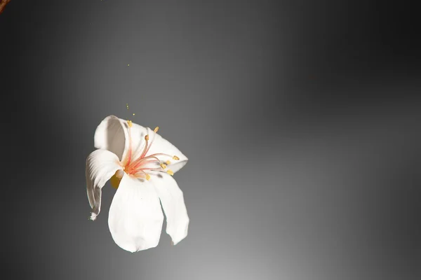 Tung blossom — Stock Photo, Image