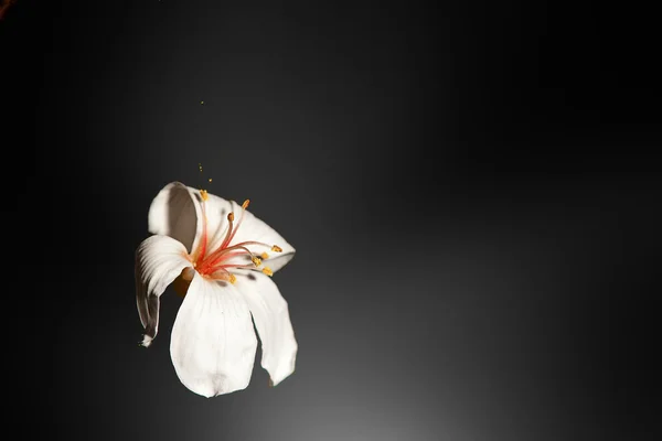 Fleur de tung — Photo