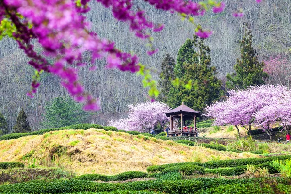 新鮮な緑の芝生に桜の木 — ストック写真
