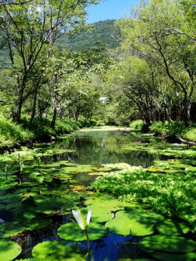 Nehirde pembe nilüfer
