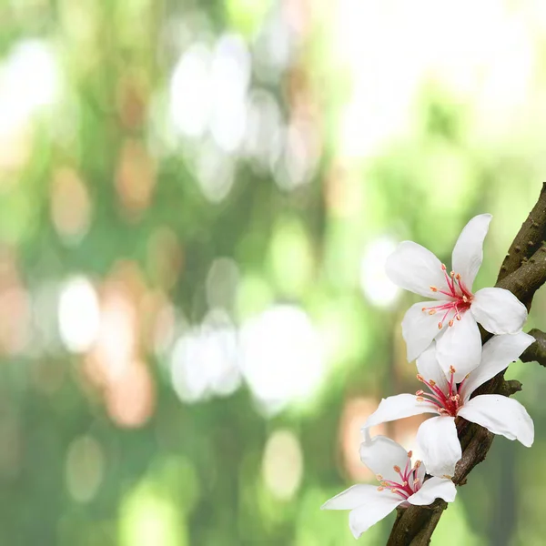 Tung blossom — Stock Photo, Image