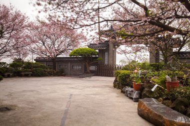 Tapınak ile güzel sakura