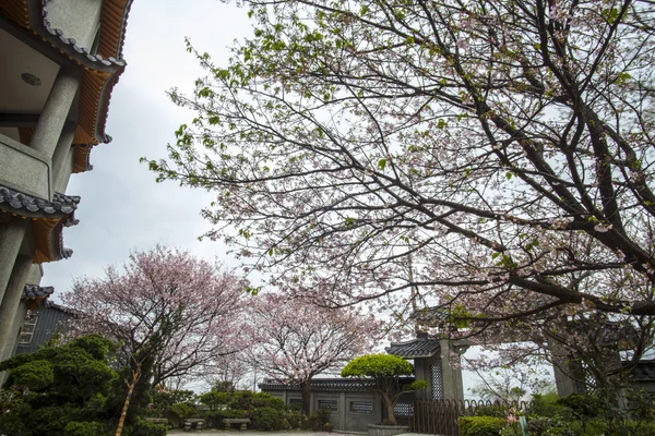 Nice sakura with temple — Stock Photo, Image