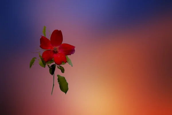 Blomma bakgrund — Stockfoto