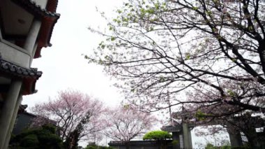 Tapınak ile güzel sakura