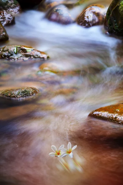 Blomma i vattnet — Stockfoto