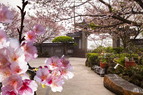 Храм с красивой сакурой — стоковое фото