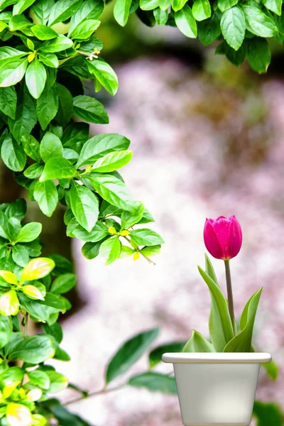 Green leaves on white background — Stock Photo, Image