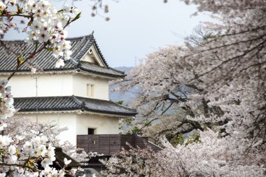 Hikone kale kiraz çiçekleri