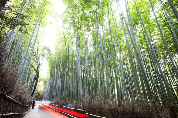 Arashiyama bambusa szlaki, Japonia — Zdjęcie stockowe