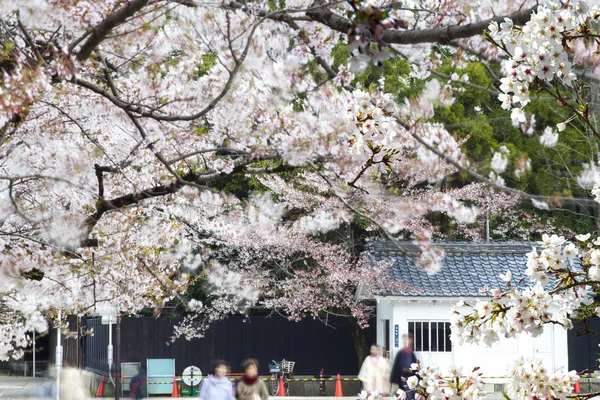 Hikone hrad Třešňové květy — Stock fotografie