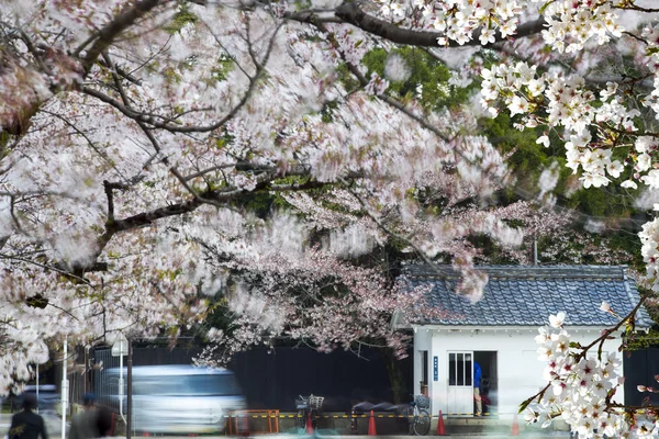 히코네 성 벚꽃 꽃 — 스톡 사진