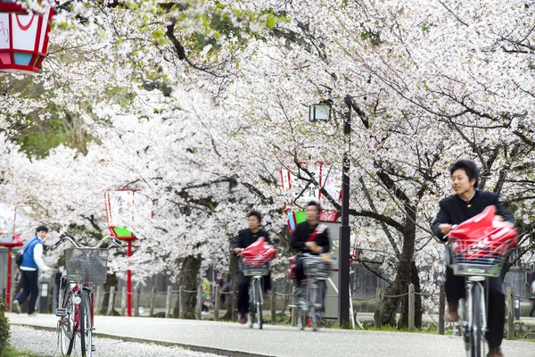 Hikone Burg Kirschblüten — Stockfoto