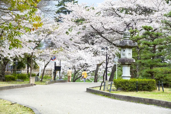 Kwiaty wiśni zamek Hikone — Zdjęcie stockowe