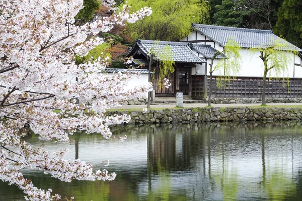 Hikone kale kiraz çiçekleri — Stok fotoğraf