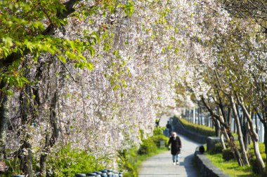 Kyoto, Japonya sokak görünümü