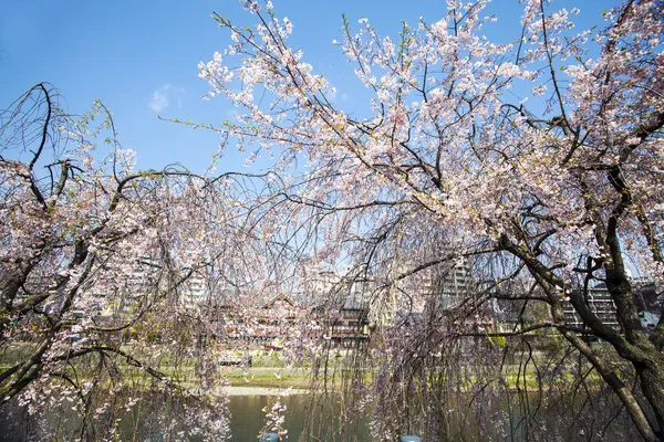 Kyoto, Japan-Strassenansicht — Stockfoto