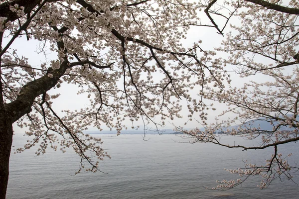 Zee van japan tianjin osaki cherry — Stockfoto