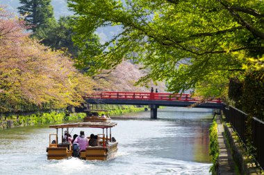 Japonya'nın Heian tapınak kiraz