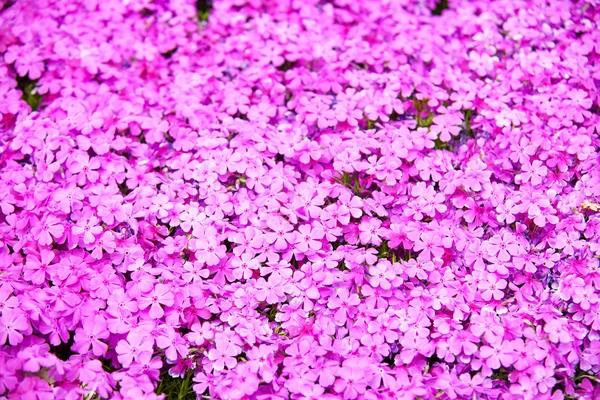 Flores de primavera — Foto de Stock