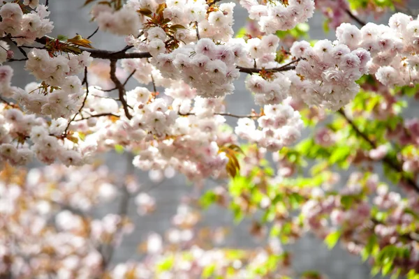 Flores de cerezo — Foto de Stock