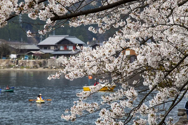 Haijin Osaki Sakura — Stok fotoğraf